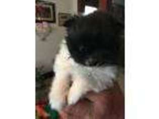 Pomeranian Puppy for sale in Elgin, NE, USA