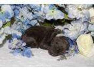 Labradoodle Puppy for sale in Connersville, IN, USA