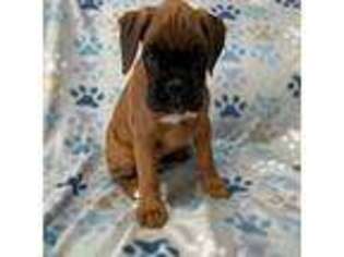 Boxer Puppy for sale in Gulfport, MS, USA