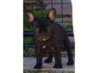 French Bulldog Puppy for sale in College Station, TX, USA