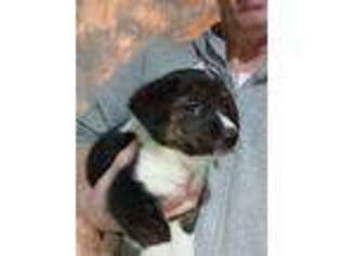 Pembroke Welsh Corgi Puppy for sale in Poplar Bluff, MO, USA