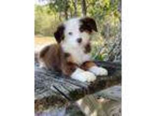 Australian Shepherd Puppy for sale in Bradenton, FL, USA
