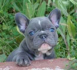 French Bulldog Puppy for sale in Rowley, MA, USA