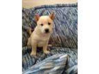 Shiba Inu Puppy for sale in Dry Ridge, KY, USA