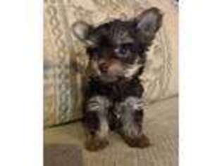 Yorkshire Terrier Puppy for sale in Desert Hot Springs, CA, USA