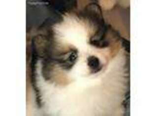 Pomeranian Puppy for sale in Northport, AL, USA