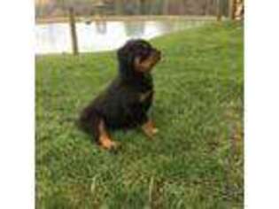 Rottweiler Puppy for sale in Coburn, PA, USA