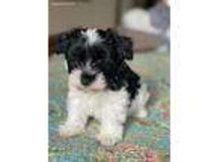 Mutt Puppy for sale in Wimberley, TX, USA