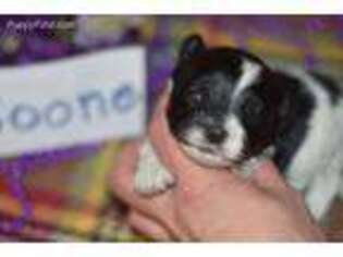 Mutt Puppy for sale in Richland, MO, USA