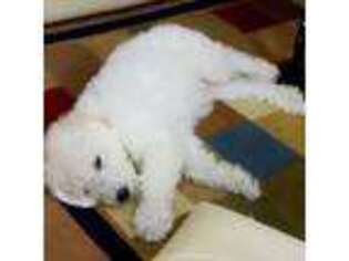 Komondor Puppy for sale in Erie, PA, USA