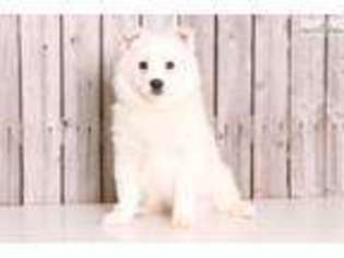 American Eskimo Dog Puppy for sale in Columbus, OH, USA