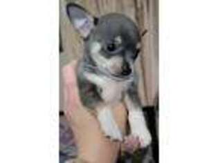 Chihuahua Puppy for sale in Middleburg, PA, USA