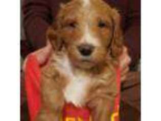 Goldendoodle Puppy for sale in Montgomery, NY, USA