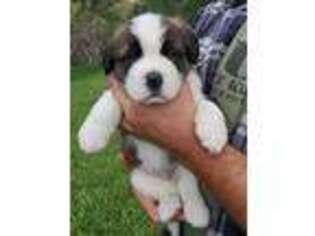 Saint Bernard Puppy for sale in Livingston, MT, USA