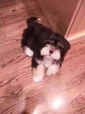 Lhasa Apso Puppy for sale in Wellesley, MA, USA