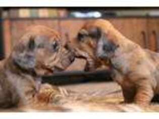 Dachshund Puppy for sale in Baldwinsville, NY, USA
