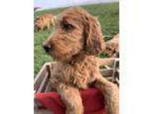 Goldendoodle Puppy for sale in Belleville, PA, USA