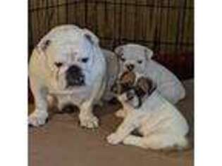 Bulldog Puppy for sale in Hartsville, SC, USA