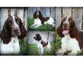 English Springer Spaniel Puppy for sale in Great Falls, MT, USA
