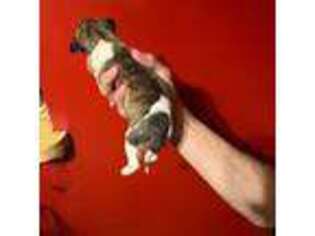 Whippet Puppy for sale in Burtonsville, MD, USA