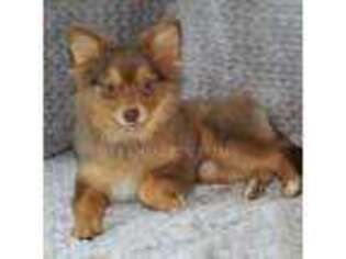 Pomeranian Puppy for sale in Mountain Grove, MO, USA