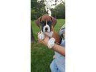 Boxer Puppy for sale in Versailles, MO, USA