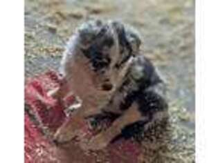 Australian Shepherd Puppy for sale in Mohnton, PA, USA