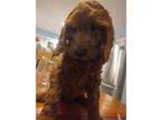 Goldendoodle Puppy for sale in Erieville, NY, USA