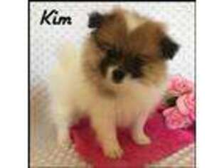 Pomeranian Puppy for sale in Kokomo, MS, USA