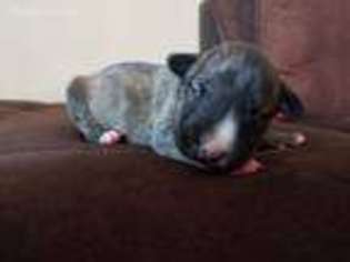 Bull Terrier Puppy for sale in Winston Salem, NC, USA