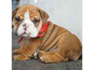 Bulldog Puppy for sale in Anza, CA, USA