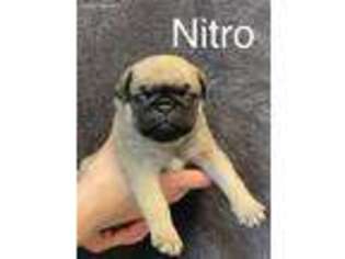 Pug Puppy for sale in Ames, IA, USA