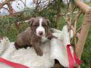 Border Collie Puppy for sale in Goshen, IN, USA