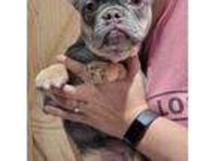 French Bulldog Puppy for sale in Mokena, IL, USA