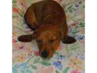 Dachshund Puppy for sale in Watertown, NY, USA