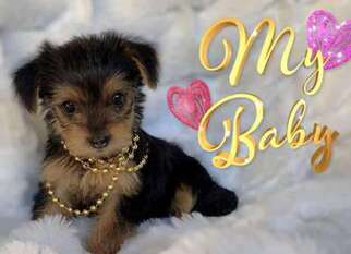 Yorkshire Terrier Puppy for sale in San Francisco, CA, USA