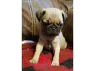 Pug Puppy for sale in New London, IA, USA