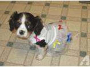 Cavalier King Charles Spaniel Puppy for sale in DURHAM, CA, USA