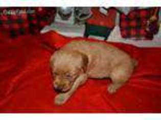 Golden Retriever Puppy for sale in Greenback, TN, USA