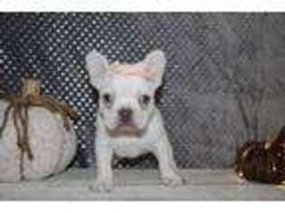 French Bulldog Puppy for sale in Etna Green, IN, USA