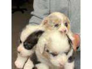 Pembroke Welsh Corgi Puppy for sale in Vallejo, CA, USA
