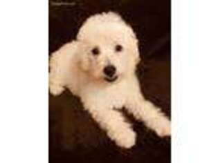 Goldendoodle Puppy for sale in Gurnee, IL, USA