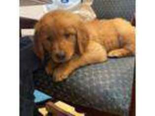 Golden Retriever Puppy for sale in Richburg, SC, USA