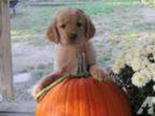 Golden Retriever Puppy for sale in ALBION, PA, USA