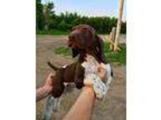 German Shorthaired Pointer Puppy for sale in Duluth, MN, USA