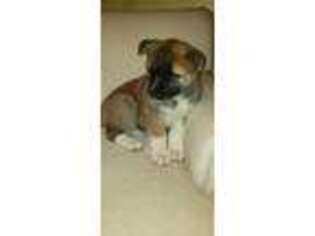 Akita Puppy for sale in Pittsburgh, PA, USA