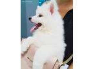 American Eskimo Dog Puppy for sale in Yonkers, NY, USA