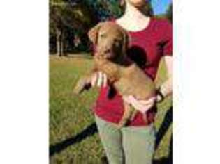 Chesapeake Bay Retriever Puppy for sale in Leesburg, GA, USA