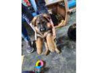 German Shepherd Dog Puppy for sale in Hamilton, MT, USA