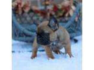 French Bulldog Puppy for sale in Akron, NY, USA